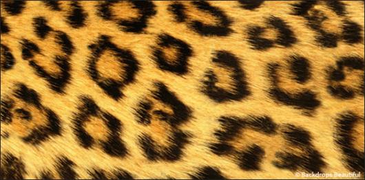 Skin Leopard 2 | Rental