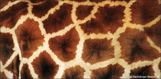 Skin Giraffe 2 | Rental