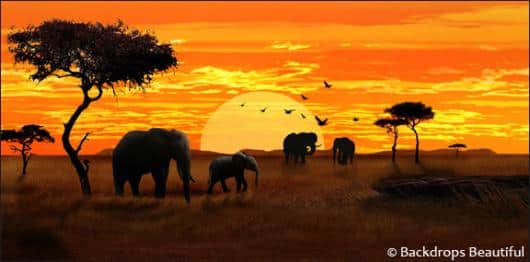 African Elephant Sunset 1 | Rental African Elephant Sunset 1 | Rental