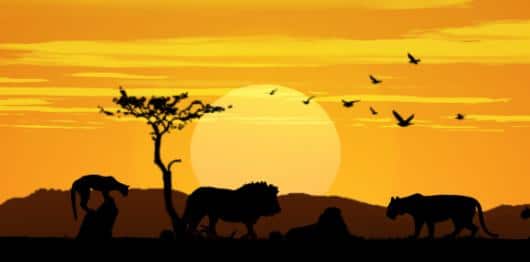 African Lion Sunset | Rental African Lion Sunset | Rental