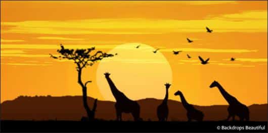 African Giraffe Sunset | Rental African Giraffe Sunset | Rental