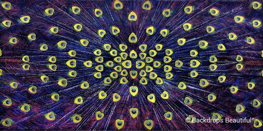 Peacock Feathers 1 | Rental
