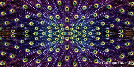 Peacock Feathers 8 | Rental