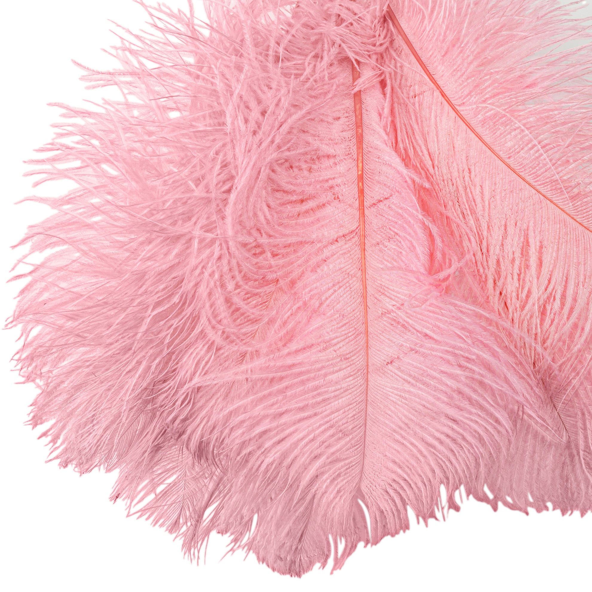 Ostrich Feathers 16″-18″ (10 pcs) – Pink | Rental Ostrich Feathers 16″-18″ (10 pcs) – Pink | Rental